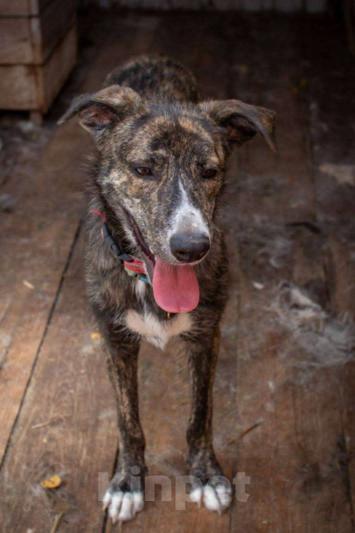Собаки в Ногинске: Пес Бакс ищет дом! Мальчик, Бесплатно - фото 4
