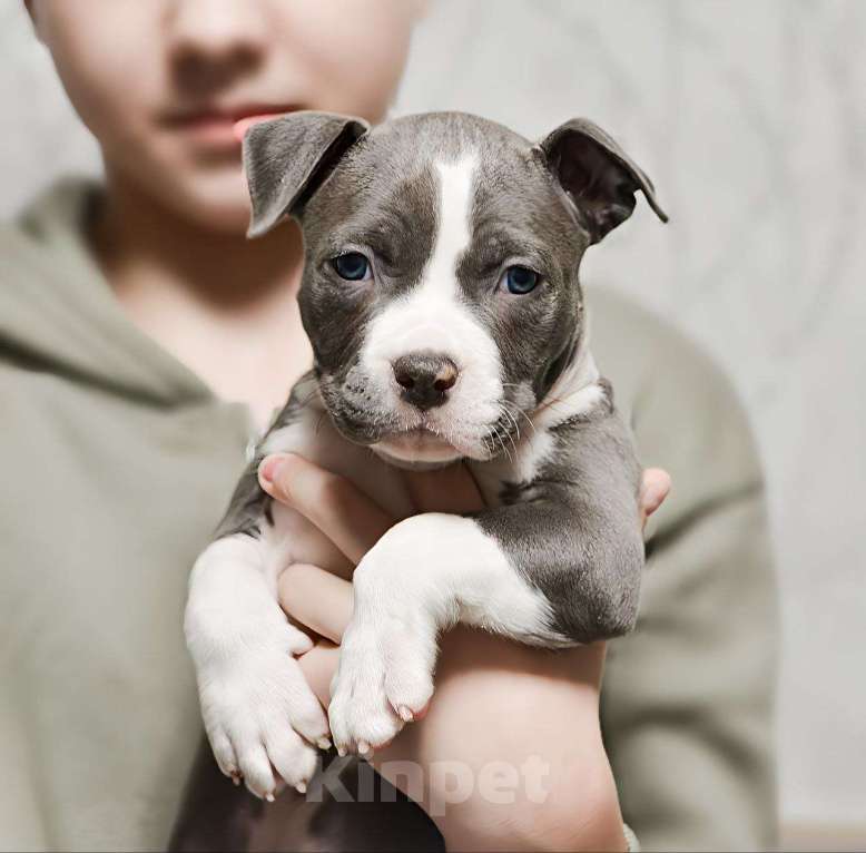 Собаки в Москве: Шикарный парень амстаффа Мальчик, 100 000 руб. - фото 3