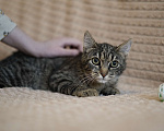 Кошки в Москве: Котенок в добрые руки Девочка, Бесплатно - фото 4