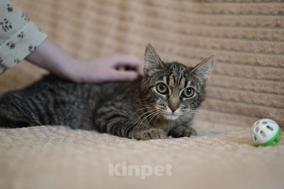 Кошки в Москве: Котенок в добрые руки Девочка, Бесплатно - фото 4