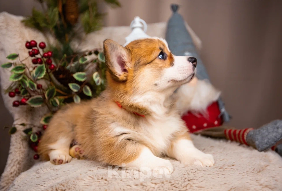 Собаки в Новосибирске: Ванилла щенок вельш-корги Пемброк  Девочка, 75 000 руб. - фото 3