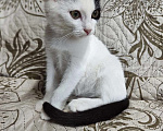 Кошки в Одинцово: котенок в добрые руки Мальчик, Бесплатно - фото 2