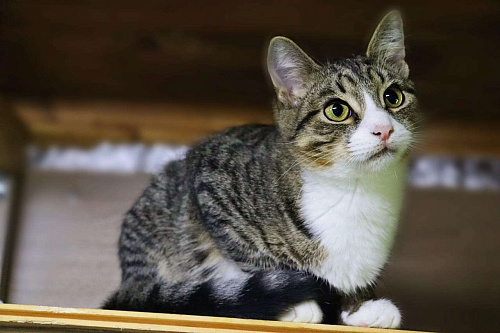 Умик в поиска семьи 