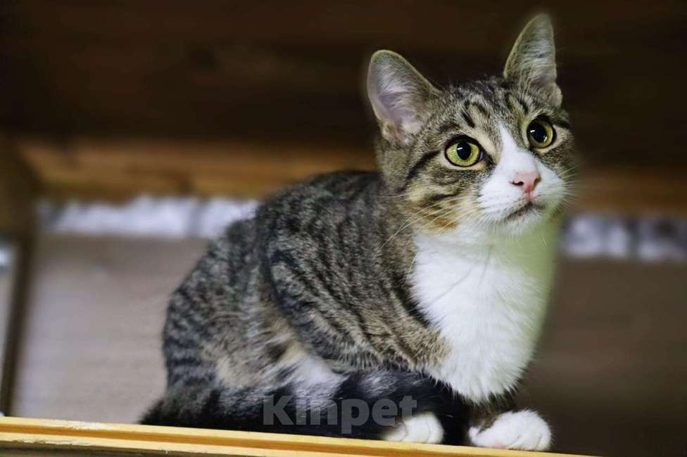 Кошки в Раменском: Умик в поиска семьи  Мальчик, Бесплатно - фото 1