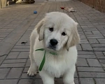 Собаки в Москве: Золотистого ретривера щенки Мальчик, 90 000 руб. - фото 4