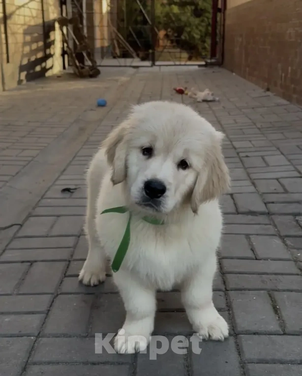 Собаки в Москве: Золотистого ретривера щенки Мальчик, 90 000 руб. - фото 4