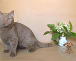 Кошки в Краснодаре: Британский котик к/ш Мальчик, Бесплатно - фото 4
