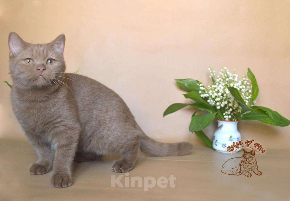 Кошки в Краснодаре: Британский котик к/ш Мальчик, Бесплатно - фото 4