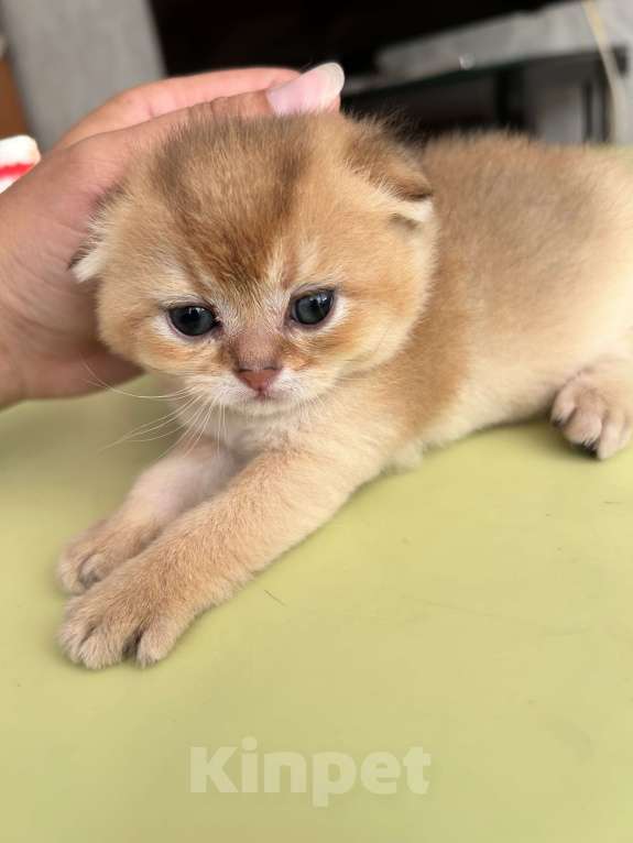 Кошки в Казани: Котик Мальчик, 35 000 руб. - фото 3