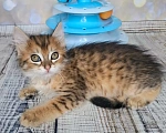 Кошки в Москве: Котёнок необычного окраса в добрые руки Мальчик, Бесплатно - фото 3