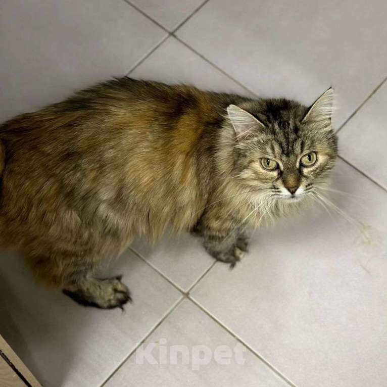 Кошки в Москве: Трогательная пушистая Пчелка Девочка, Бесплатно - фото 4