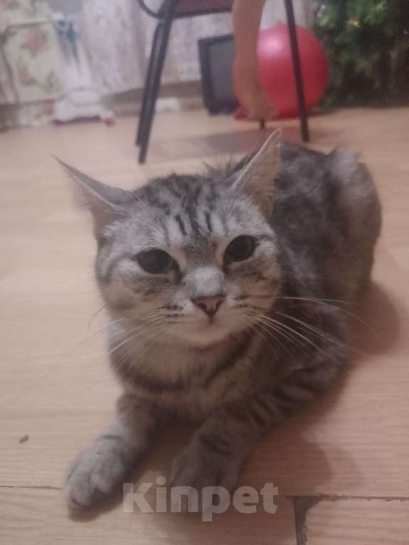 Кошки в Кирове: Объявление одаëм  две кошки и два катëнка в добрые руки Девочка, Бесплатно - фото 3