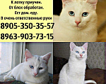 Кошки в Кяхте: КОШКИ, Бесплатно - фото 6