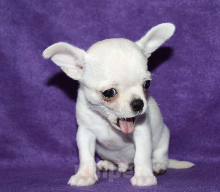 Собаки в Санкт-Петербурге: чихуахуа мальчик Мальчик, 55 000 руб. - фото 5