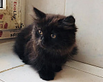 Кошки в Москве: 🐱 Ищем дом для милого доброго котёнка! 🐱 Мальчик, Бесплатно - фото 2