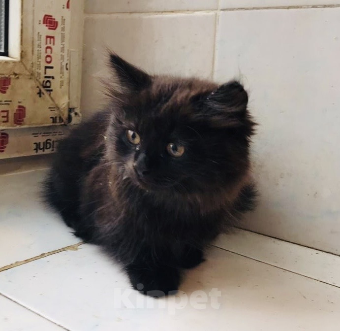 Кошки в Москве: 🐱 Ищем дом для милого доброго котёнка! 🐱 Мальчик, Бесплатно - фото 2
