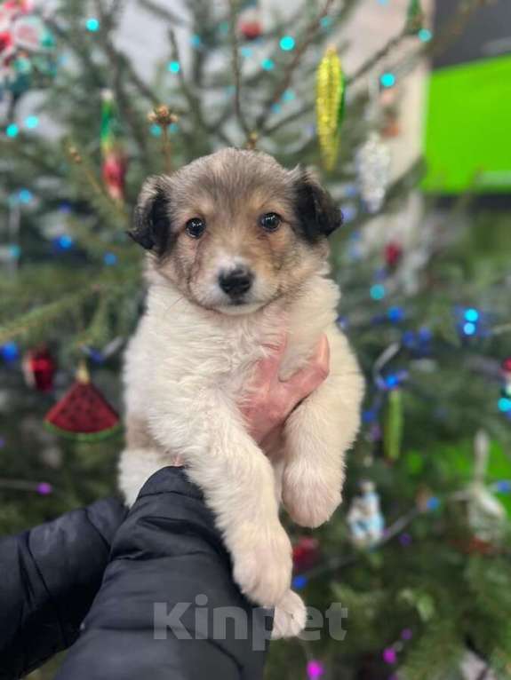 Собаки в Москве: Чудесная малышка Снежа ищет дом. В добрые руки. Девочка, Бесплатно - фото 3