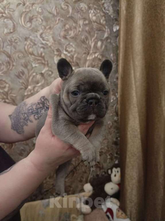 Собаки в Челябинске: Французский бульдог  Мальчик, 35 000 руб. - фото 7
