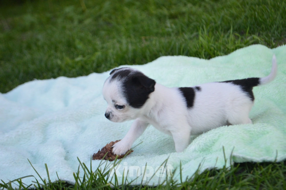 Собаки в Санкт-Петербурге: Мальчик чихуахуа Мальчик, 35 000 руб. - фото 1