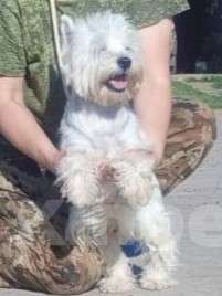 Собаки в Екатеринбурге: Взрослая собака -вестик Девочка, 30 000 руб. - фото 2