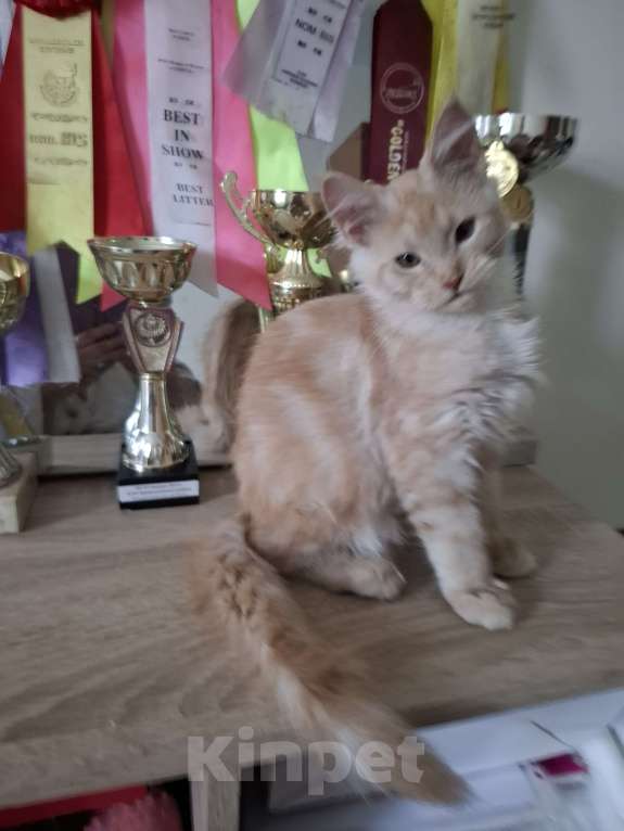 Кошки в Москве: Рыжая красавица. Девочка, 20 000 руб. - фото 4