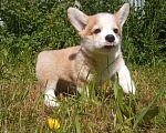 Собаки в Можайске: Вельш-корги пемброк Миллениум Аркобалено Мальчик, 70 000 руб. - фото 4