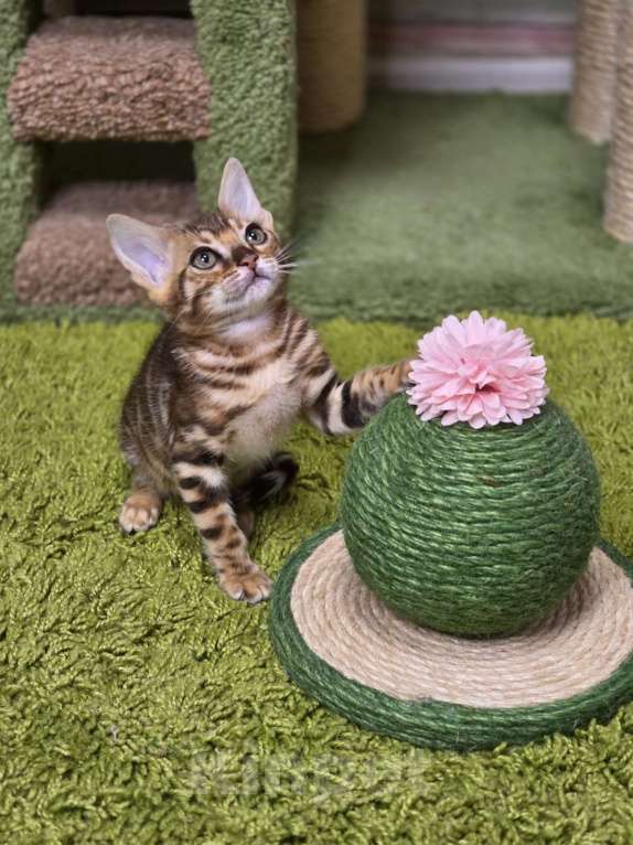 Кошки в Москве: Filadelfia Benjoy Девочка, 95 000 руб. - фото 4