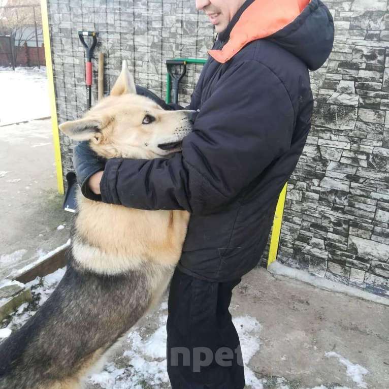 Собаки в Ижевске: Вязка, 1 руб. - фото 1