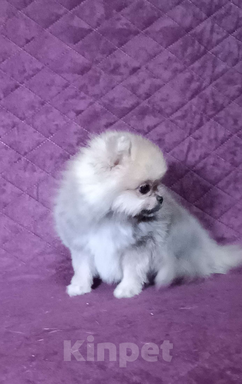 Собаки в Москве: Кукольный микро мальчик Мальчик, 30 000 руб. - фото 1