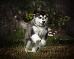 Собаки в Гатчине: Черно - белая девочка аляскинского маламут  Девочка, 50 000 руб. - фото 3