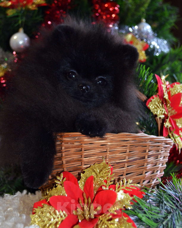 Собаки в Бийске: Продается щенок померанского шпица Мальчик, 35 000 руб. - фото 4