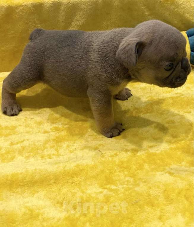 Собаки в Нижнем Новгороде: Щенки французского бульдога  Девочка, Бесплатно - фото 5