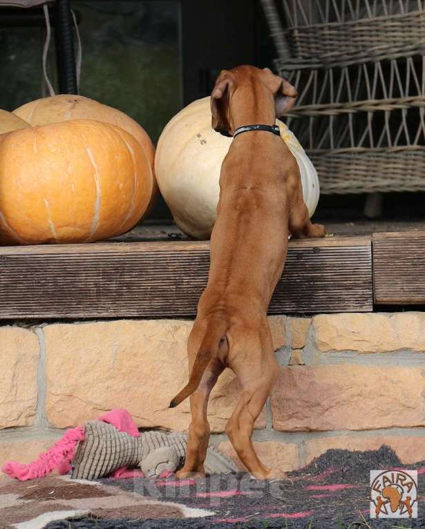 Собаки в Москве: Щенки родезийского риджбека Девочка, 50 000 руб. - фото 3