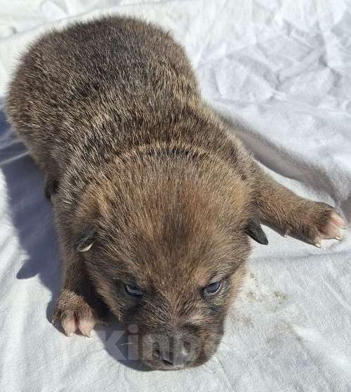 Собаки в других городах Московской области: Щенков хотят выбросить на помойку Мальчик, Бесплатно - фото 7