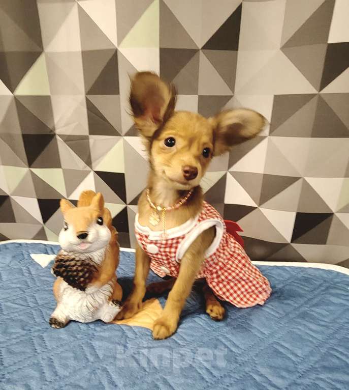 Собаки в Тюмени: Девочка тоечка😘 Девочка, 55 000 руб. - фото 10