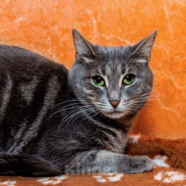 Кошки в Москве: Скоро 1500 дней, как Мишель ждёт свою семью.  Девочка, Бесплатно - фото 3