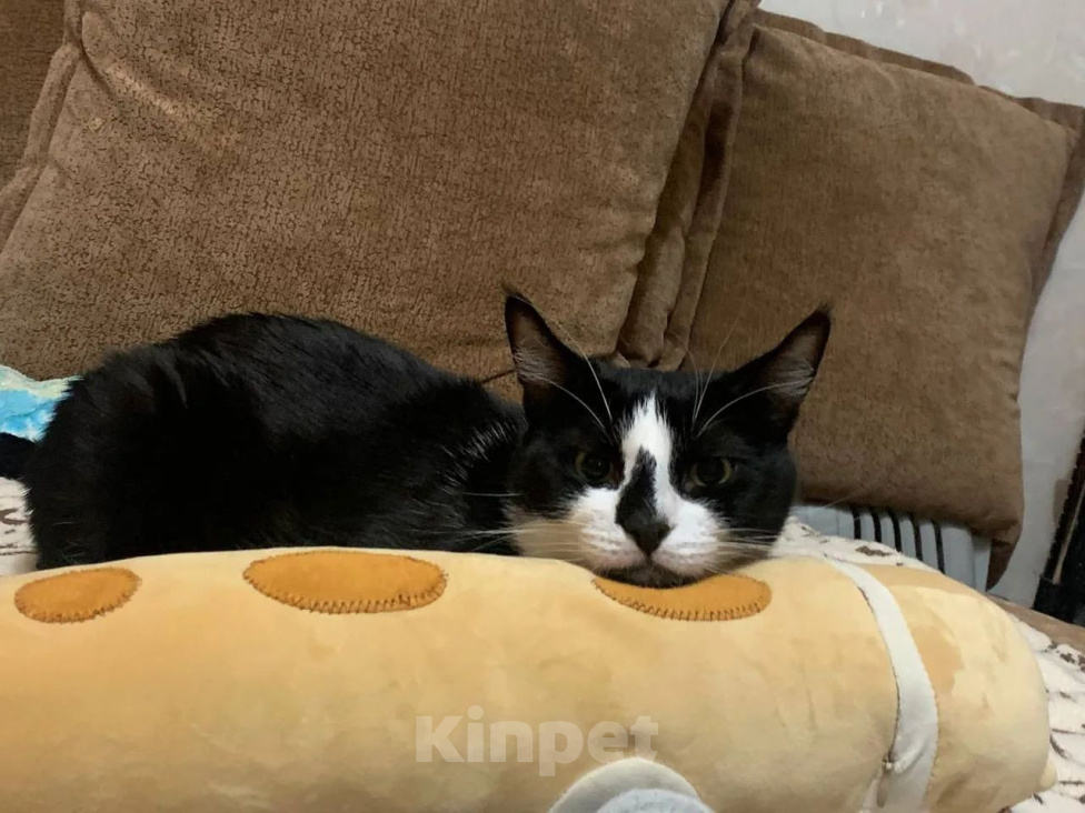 Кошки в Москве: Кота в добрые руки Мальчик, Бесплатно - фото 4