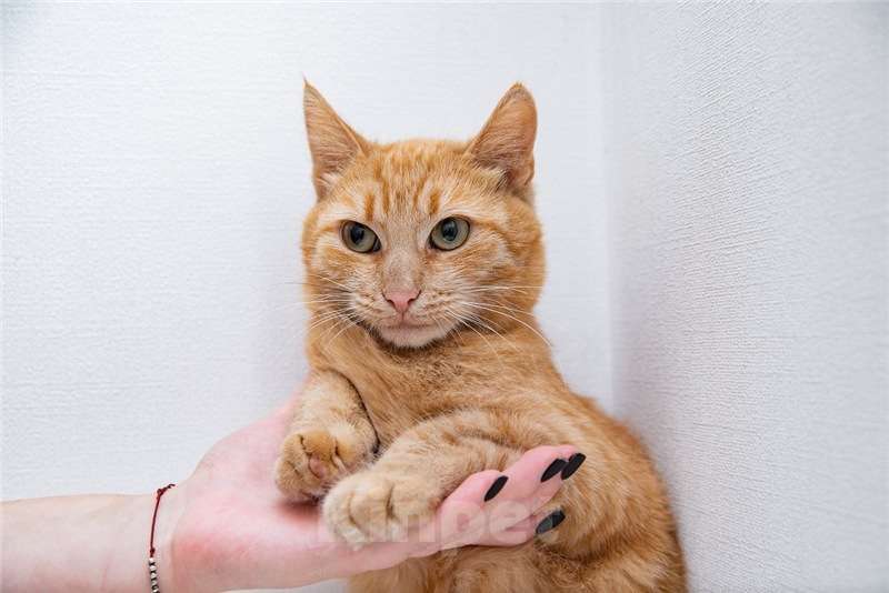 Кошки в Москве: Рыжая кошка в добрые руки. Девочка, Бесплатно - фото 7