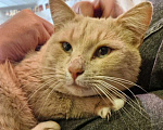 Кошки в Москве: Рыжий котик в дар Мальчик, Бесплатно - фото 2