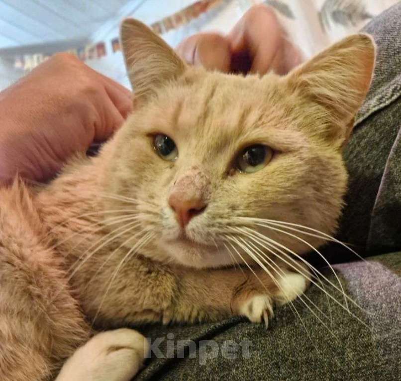 Кошки в Москве: Рыжий котик в дар Мальчик, Бесплатно - фото 2