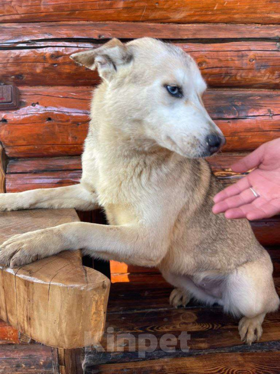 Собаки в Москве: Собака Арктика ищет дом! Девочка, Бесплатно - фото 5