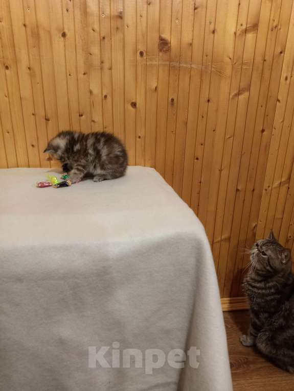 Кошки в Воронеже: Экзотический короткошёрстный котёнок Девочка, 20 000 руб. - фото 4