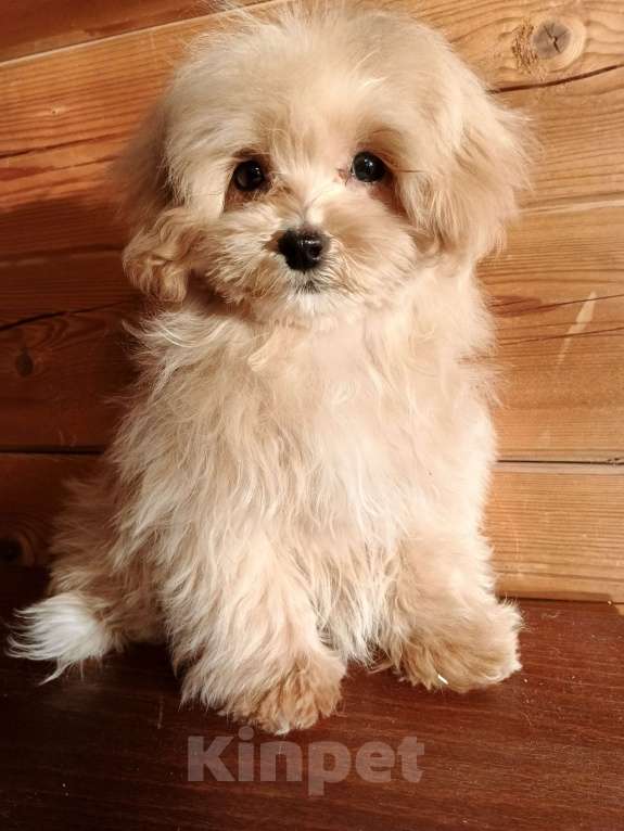 Собаки в Москве: Мальтипу чудесная девочка Девочка, 100 000 руб. - фото 7