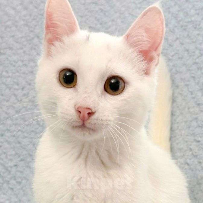 Кошки в Москве: Хозяева выкинули котенка. Срочный поиск дома! Мальчик, Бесплатно - фото 1