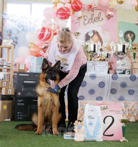 Собаки в других городах Московской области: Шикарный мальчишка немец Мальчик, 80 000 руб. - фото 1