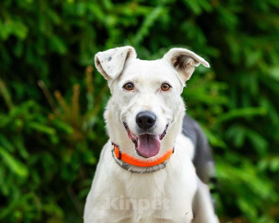 Собаки в Домодедово: Белая собачка Марта Девочка, Бесплатно - фото 1