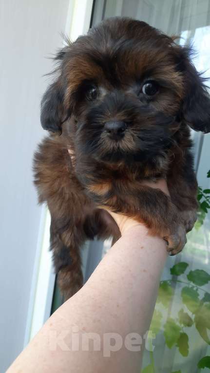 Собаки в Санкт-Петербурге: Щенок Петербургской Орхидеи Мальчик, 50 000 руб. - фото 2