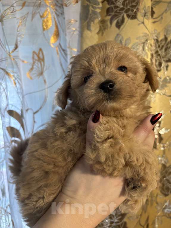 Собаки в Брянске: Девочка Королева Девочка, 150 000 руб. - фото 1