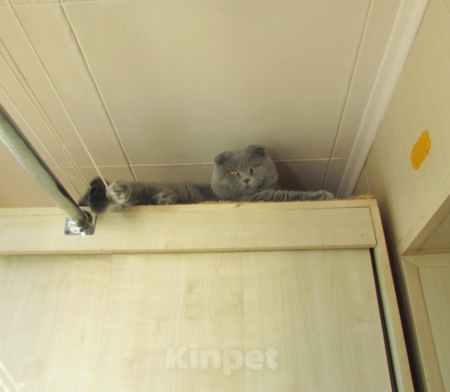 Кошки в Санкт-Петербурге: котик из питомника по цене кастрации Мальчик, 7 000 руб. - фото 4