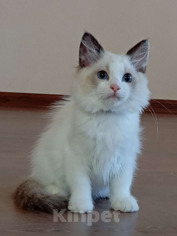 Кошки в Москве: Mikelangelo SergioMagicHouse Мальчик, 50 000 руб. - фото 4